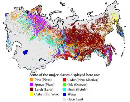 Commerically viable trees in Russia's boreal forests.